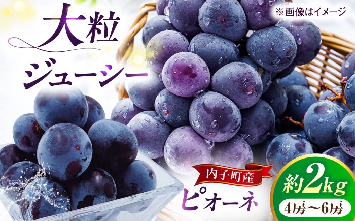
                  ぶどう 【先行予約】ピオーネ ムジ 4～6房 2kg ＜2025年8月下旬から発送＞【北海道・沖縄配送不可】 ／ ブドウ 美味しい ぶどう ピオーネ 大人気 葡萄 愛媛県 新鮮 旬 フルーツ 果物 食品 新鮮ぴおーね 大粒 甘い 産地直送 愛媛 内子町 国産 ふるさと納税 お取り寄せ ギフト 四国 返礼品 【株式会社フジ・アグリフーズ】 [BKAY011]
                