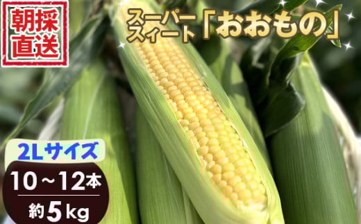 No.265 ［坂東市産］朝採り直送とうもろこし スーパースィート「おおもの」2L 10本～12本 5kg ／ トウモロコシ 朝どり 新鮮 茨城県 特産品