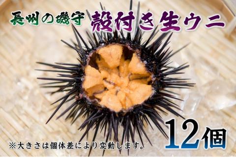 殻付きウニ 12個 【生うに 雲丹 殻付き ムラサキウニ 山口県 長門市】(1364)