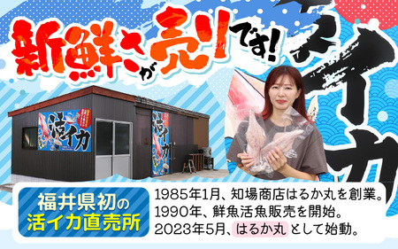 【先行予約】 天然 地物 入手困難 ひるがの寒ぶり 1匹 まるごとお届け 【約8～9kg】(三枚おろし) 【2024年12月末頃より順次発送予定】【寒ブリ ぶり ブリ 鰤 鮮魚 新鮮 生食 刺身 産地