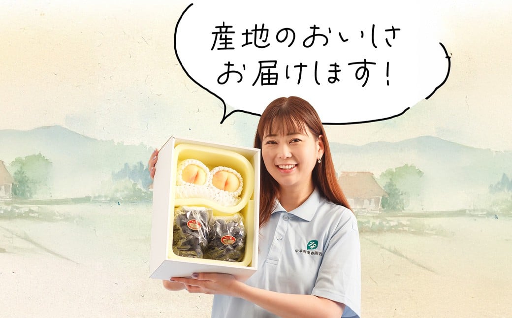 詰合 ／ 白桃 （1玉220g以上） 2玉 ・ ニューピオーネ （1房480g以上） 2房 化粧箱入り【2026年7月下旬～8月上旬迄発送予定】 ／ 桃 もも 葡萄 ぶどう 果物 果実 フルーツ 旬 