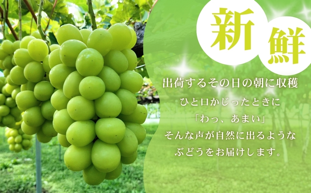 思い出になる、ちくまのひと房