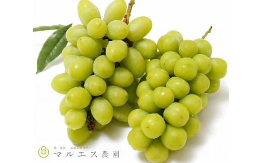 （クール配送）「マルエス農園」ジュエルマスカット シャインマスカット 1.2kg以上【2026年発送】（MS）C-197 【ジュエルマスカット シャインマスカット 葡萄 ぶどう ブドウ 令和8年発送 期間限定 山梨県産 甲州市 フルーツ 果物 クール便】
