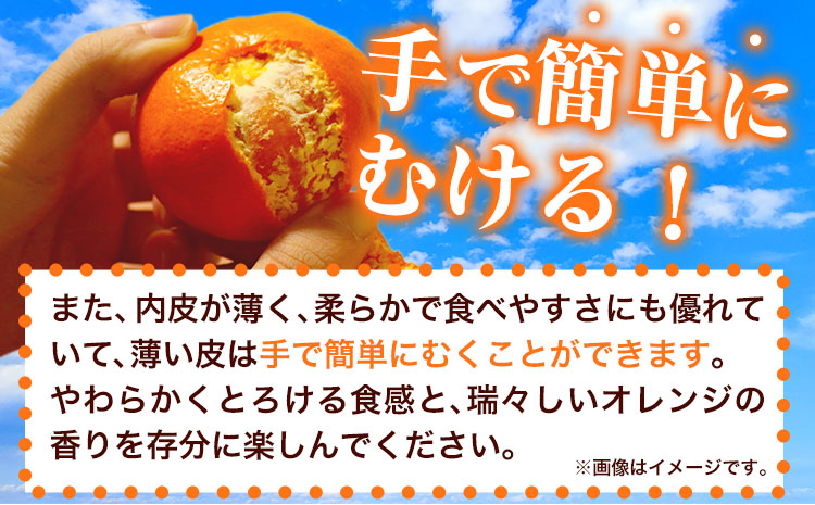 【先行予約】とろける食感!ジューシー柑橘 せとか 約3kg 株式会社魚鶴商店《2026年2月下旬-3月下旬頃出荷》 和歌山県 日高町 せとか 柑橘