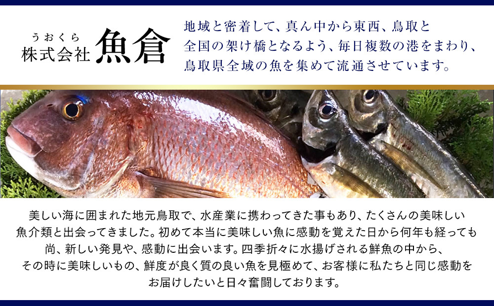 【ボイル】タグ付き　松葉ガニ　大1枚（800g前後）◇【着日指定不可】※2025年11月上旬～2026年3月下旬頃に順次発送予定《かに カニ 蟹》