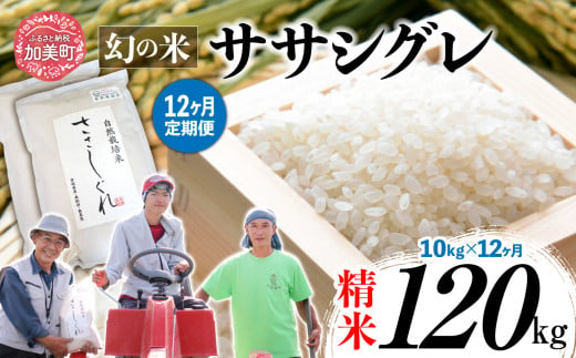 《 先行予約 》 【 12回 定期便 】ササシグレ 精米 10kg × 12回 （ 合計 120kg ）