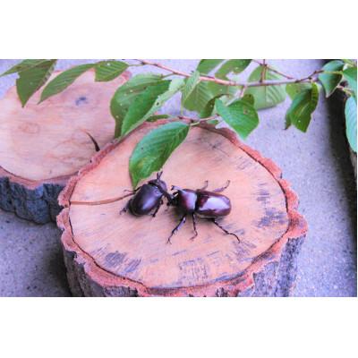 ふるさと納税 南山城村 カブトムシ(成虫)オスメス1ペア飼育セット付