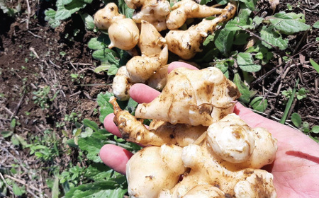 収穫体験 さつまいも 菊芋 1～3名 芋掘り サツマイモサツマイモサツマイモ