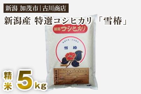 【令和7年産新米】新潟県産 特選コシヒカリ「雪椿」精米5kg 《順次出荷》 白米 加茂市 お米の専門店 古川商店