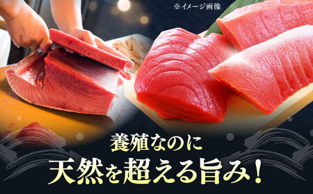 【全3回定期便】対馬産 本マグロ 4種 計1kg（赤身/中トロ/大トロ/ネギトロ）[WAH006] まぐろ トロ 刺身