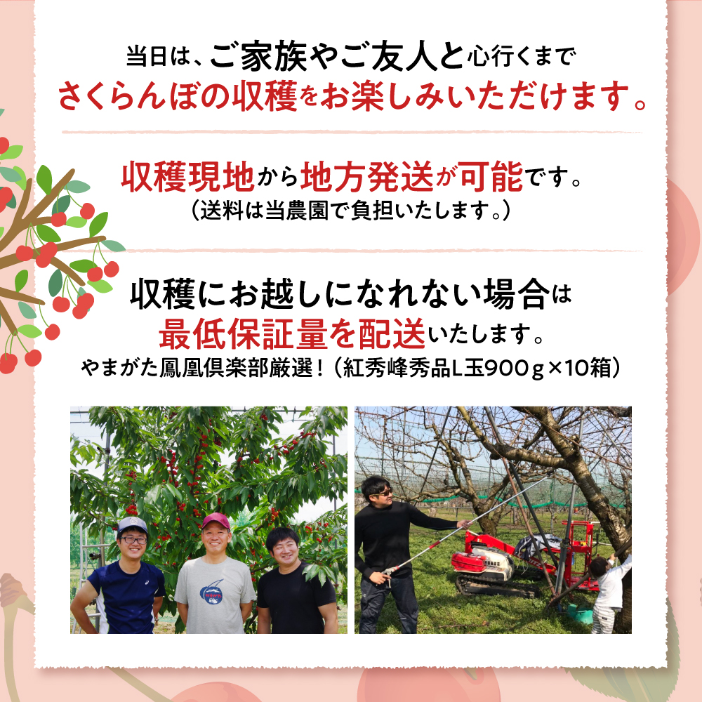 【数量限定　JAL限定】【成木丸々1本！】東根産さくらんぼの木 オーナー権「紅秀峰」 山形県 東根市 hi081-003