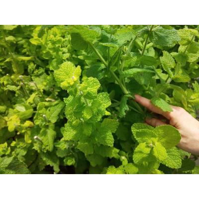 ふるさと納税 七飯町 野草茶 人気製品詰め合わせセット(大地の天茶7種) |  | 02