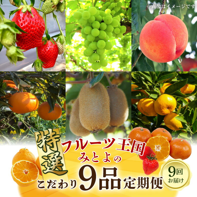 【ふるさと納税】フルーツ 定期 フルーツ王国 みとよ 特選 こだわり 9品 定期便 定期 旬の時期 旬 果物 果実 旬 デザート 詰め合わせ 食べごろ みかん せとか いちご デコポン もも キウイ キウイフルーツ お取り寄せ 香川県 三豊市 260,000円 台 返礼品 送料無料 五色青果