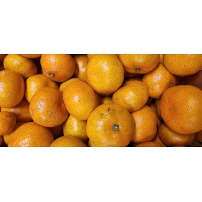 栽培期間中農薬不使用のみかん計6kg【今季限り】【B56-91】【1698402】