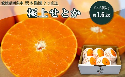 【先行予約】 茨木農園の「 極上せとか 」約1.6kg（5～6個入り）  2025年2月下旬～3月発送　せとか 先行予約 みかん 西条市 愛媛