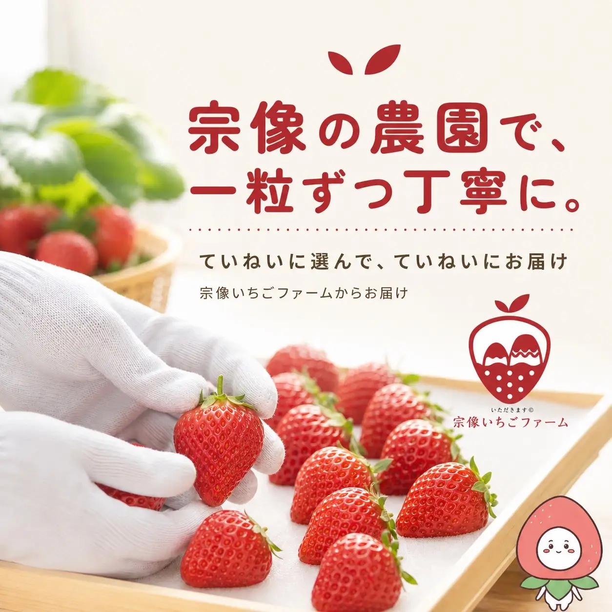 【先行予約】【2027年1月より順次発送】【3ヶ月毎月お届け】人気のいちご 2品種食べ比べ定期便【宗像いちごファーム】_HB0214 苺 イチゴ あまおう おいCベリー 福岡県宗像市 宗像市 福岡 宗