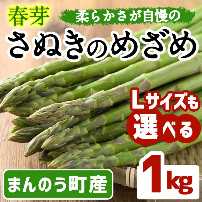 【ふるさと納税】＜先行予約！2026年2月下旬以降順次発送予定＞＜Lサイズも選べる＞春芽！アスパラガス さぬきのめざめ (約1kg/通常サイズ・Lサイズ以上) 野菜 アスパラガス アスパラ 産地直送 新鮮 冷蔵便 【man116・man117】【Aglio nero】