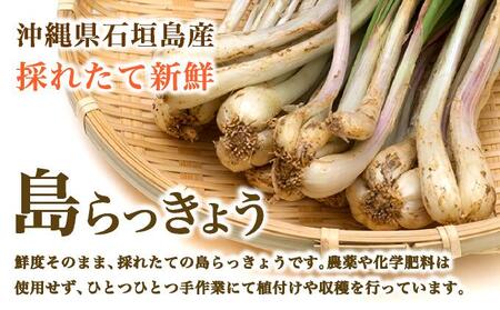 ≪2026年2月下旬～5月下旬発送≫採れたて島らっきょう 1.5kg 【 沖縄県 石垣市 野菜 らっきょう 島らっきょう おつまみ 採れたて 料理 漬物 天ぷら おかぴ農園 産地直送 】OK-02