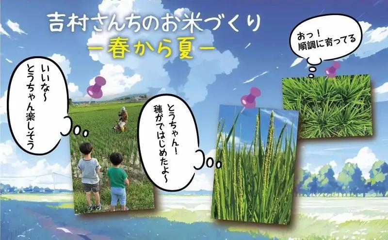 ｜従来品種｜ 魚沼産 コシヒカリ 5kg ×4袋 計20kg 米 こしひかり お米 コメ 新潟 魚沼 魚沼産 白米 送料無料 新潟県産 精米 産直 農家直送 お取り寄せ 吉村さんちのお米 新潟県 十日