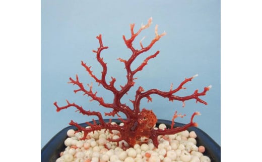 
珊瑚職人館の珊瑚の原木・拝見・置物（g29）
