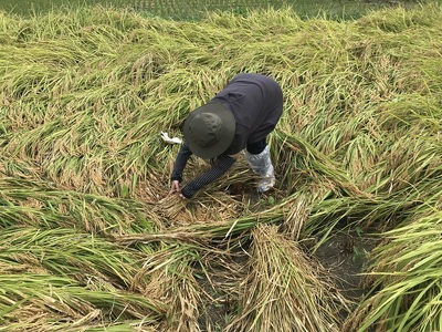 曽爾 水田サポーター制度 繋（つなぎ）​稲刈りコース ​( 2026年度お申込み用 ) // 田んぼオーナー お米オーナー 景観保護 米作り 水田作業 田植え 交流会 玄米3kg 体験 経験