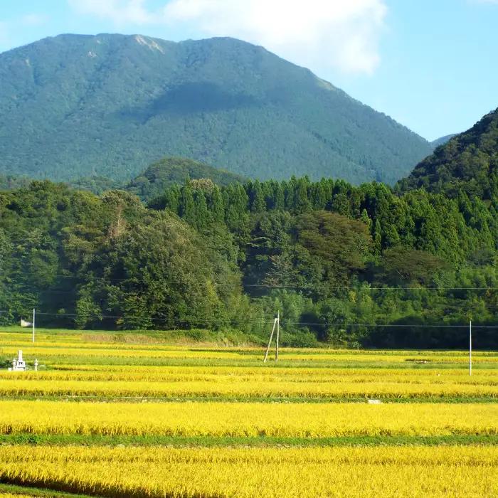 令和７年島根県産つや姫10㎏（5㎏×2袋）【令和7年産 お米 つや姫 10kg ツヤヒメ 2025年産 米 おこめ こめ 島根県産】