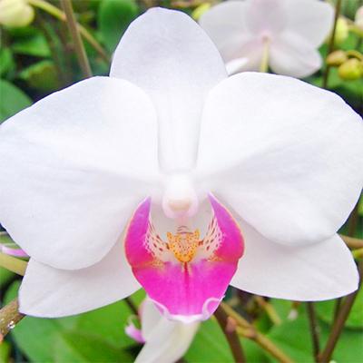 ふるさと納税 藤枝市 産直!ミディ胡蝶蘭鉢植え　白ピンク　”ユミ” 2本立