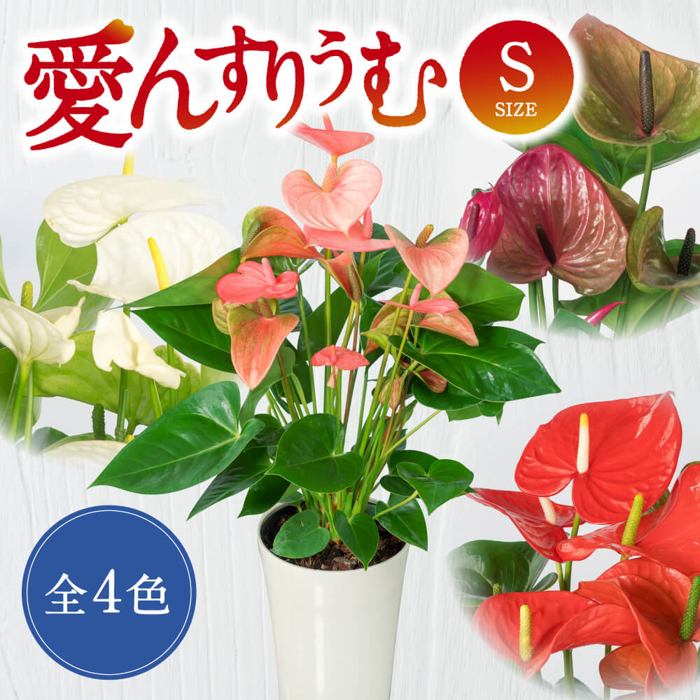【ふるさと納税】 愛んすりうむS （ アンスリウム ） 観葉植物 花 インテリア リース インテリア 室内 オフィス おしゃれ プレゼント ギフト 開店祝い 移転祝い お中元 自宅用 家庭用 国産 楽天 返礼品 寄付 お歳暮 お祝い 贈り物 滋賀県 東近江 近江 A-D12 湖東フラワー