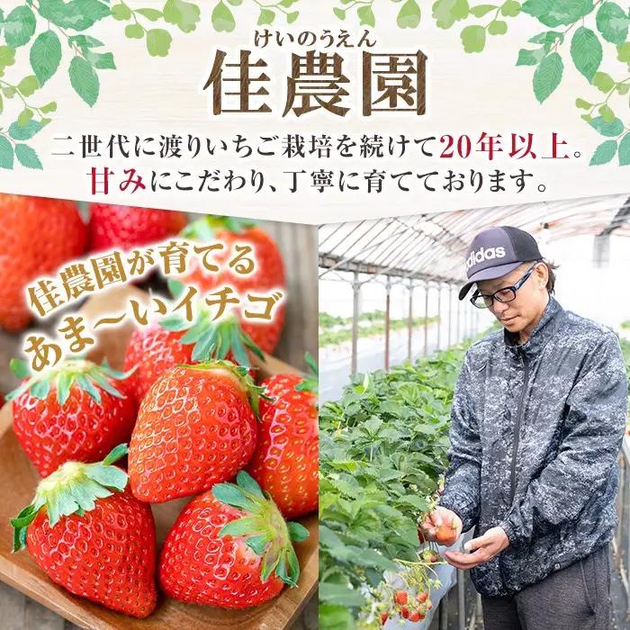 a881-01 【平日着】＜先行予約受付中！2027年2月上旬～3月下旬に発送予定＞ いちご・さがほのか(合計24粒～30粒)【佳農園】国産 鹿児島県産 苺 イチゴ フルーツ 果物 くだもの ギフト 