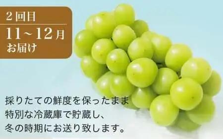 秋と冬のシャインマスカット2回定期便 約1kg × 2回 合計 約2kg ［小布施屋］ 令和8年産 【2026年10月～12月発送】［J-8］