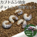 【ふるさと納税】カブトムシ幼虫チャレンジ飼育セット(5匹)【1487108】