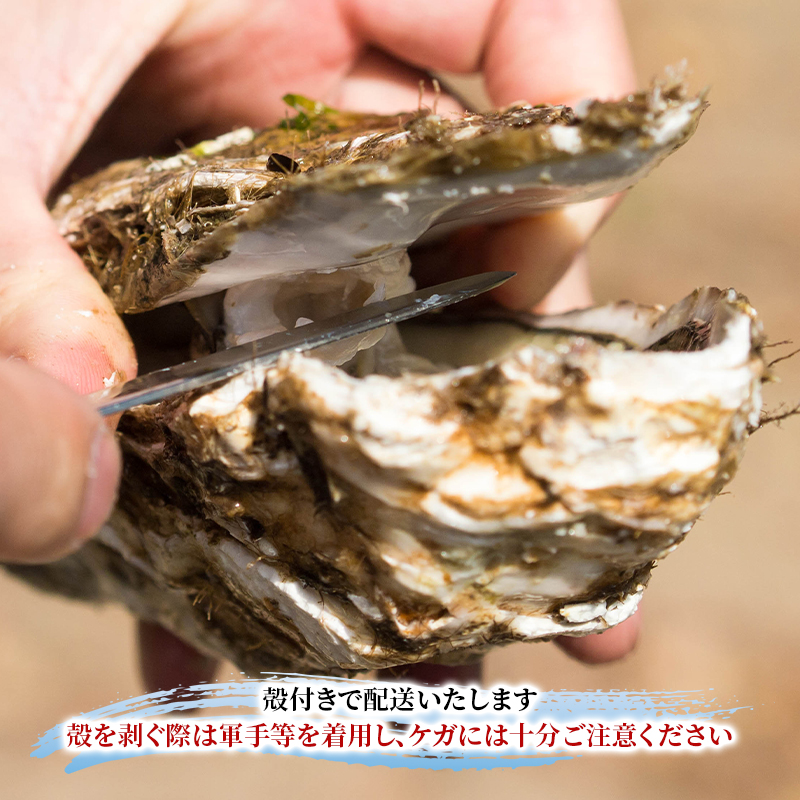 【 先行予約 7月上旬～下旬発送予定】象潟産 天然岩牡蠣 5～6個 ナイフ無【 牡蠣 夏牡蠣 かき 象潟 生食可 魚介類 海鮮 海産物 海の幸 】 さとう鮮魚店