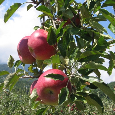 
                  ＜南信州あじさい農園＞葉とらずりんご(紅玉)約9kg_果物 生果 家庭用 産地直送 長野県 飯島町【1593198】
                