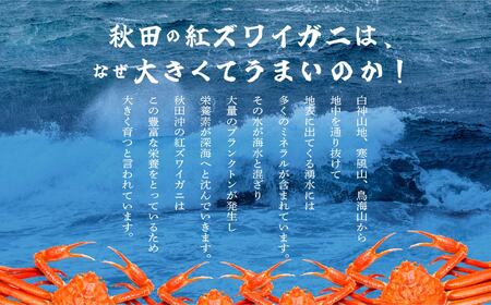 【先行予約】【2024年3月以降順次発送】日本海沖産 紅ズワイガニ600g前後×2匹 約1.2kg/冷蔵【安田水産】