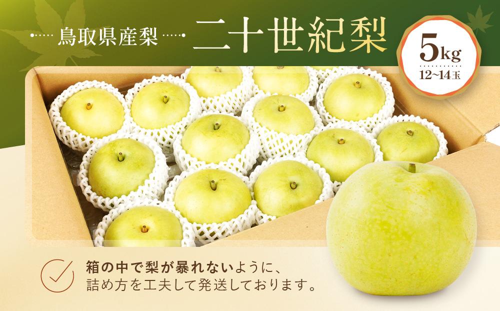 【先行予約】数量限定 鳥取県産梨 二十世紀梨 5kg（12～14玉）