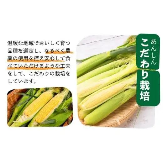 【先行予約2027年1月-5月配送】1番遅くて1番早い⁉ 朝採れプレミアムヤングコーンを皮付きのまま20本お届け！！
