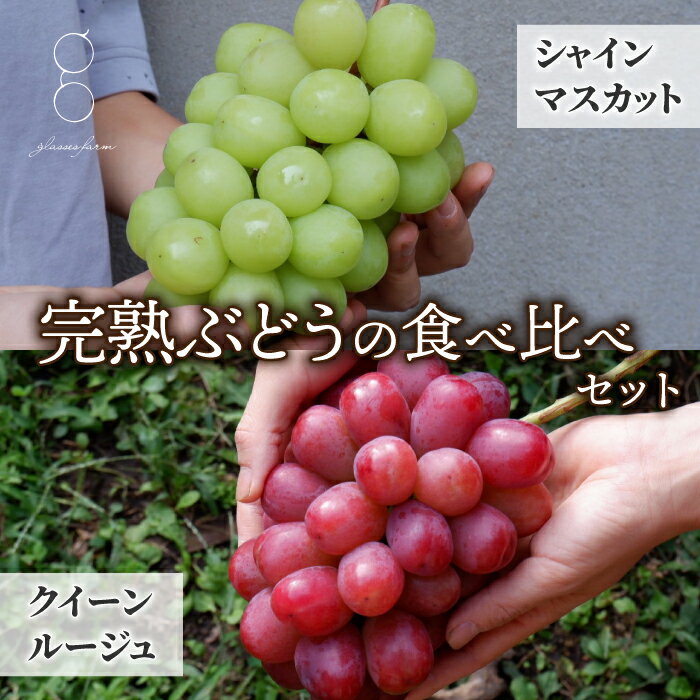 【ふるさと納税】先行受付2025年発送【glasses farm】完熟ぶどうの贈り物（シャインマスカット×クイーンルージュ®各1房）※2025年9月中旬〜10月末頃発送予定