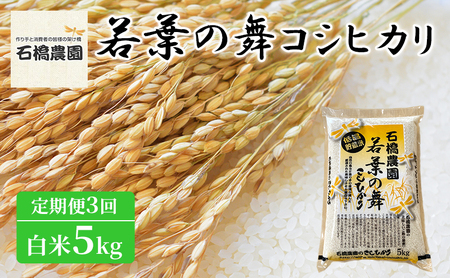 コシヒカリ 若葉の舞 白米 千葉県産 コシヒカリ【5kg】【定期便3回】