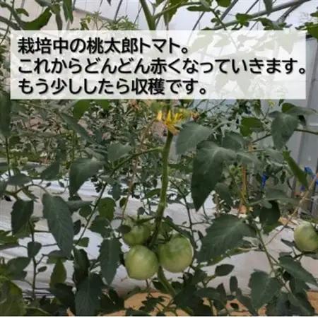 桃太郎トマト 約2kg(10～12玉) 大阪府　和泉市　道の駅いずみ山愛の里【配送不可地域：離島】【1525134】