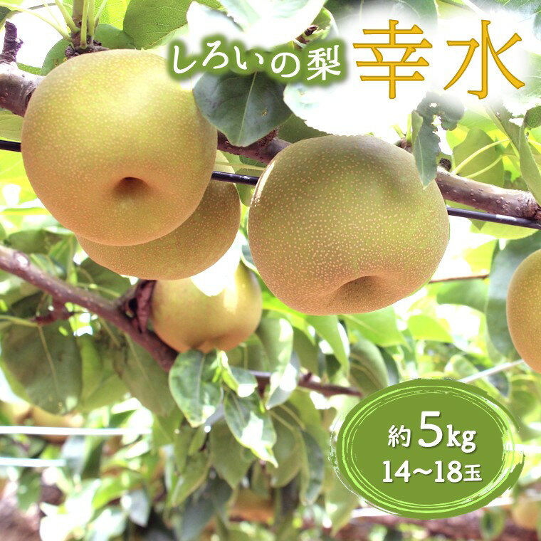 【ふるさと納税】【今夏収穫分先行予約】幸水 梨 5kg 14~18玉 しろいの梨 ジューシー 甘い 美味しい おすすめ