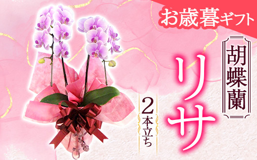 
            《お歳暮ギフト》＜リサ＞ 胡蝶蘭 2本立ち (お歳暮カード付き) お歳暮 限定 ピンク リサ ミディ ミディ胡蝶蘭 こちょうらん コチョウラン 花 贈り物 ギフト フラワーギフト F20E-883
          