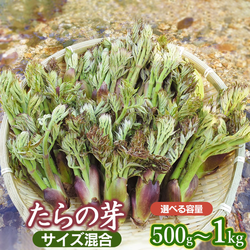 【2024年 令和6年産 先行予約】山形県鶴岡市産 たらの芽500g サイズ混合 山菜 発送時期：4月15日～5月25日頃 たらのめ | 山形県 鶴岡市 楽天ふるさと 納税 山形 支援 返礼品 お取り寄せ ご当地 野菜 タラの芽 タラノメ 取り寄せ やさい 支援品 食品