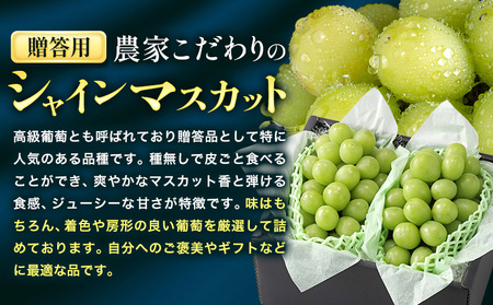 【2026年発送】シャインマスカット 贈答用 農家こだわりの シャインマスカット  約1kg  Nini farm 