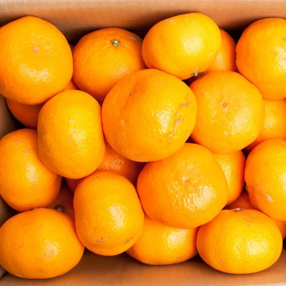 【先行予約】家庭用 大きな有田みかん（完熟）5kg+250g（傷み補償分）※北海道・沖縄・離島への配送不可 / みかん 果物 柑橘 フルーツ ミカン 有田みかん【ikd156C】