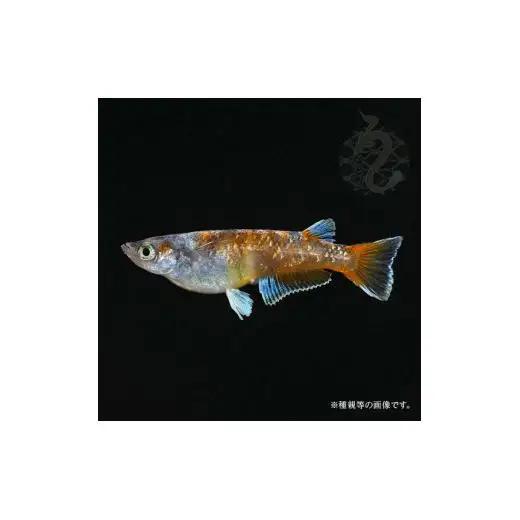 メダカ「朱光菊（Aクラス）」3ペア