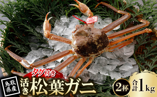 【先行予約】鳥取県産 タグ付き 活 松葉がに 500g×2杯(中村商店)26年12月・27年1月発送【配送不可地域：離島・北海道・沖縄県・東北・信越、北陸】