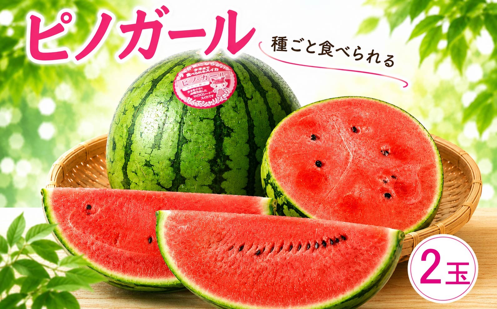 
                  [2027年発送] こだますいか 「 ピノ・ガール 」 2玉 2027年産 先行予約 筑西ブランド こだまスイカ 小玉スイカ すいか スイカ フルーツ 果物 西瓜 小玉西瓜 初夏 夏 期間限定 人気 水分 たっぷり 新鮮 旬 初夏 夏 小さめ 食べやすい 甘い 茨城 関東 筑西
                
