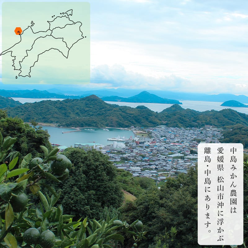 【2026年3月から発送】 はるみ 小玉 2kg  中島みかん農園｜ 先行予約 蜜柑 みかん 小粒 わけあり 訳あり 甘い 柑橘 愛媛 糖度 数量 限定 愛媛 松山
