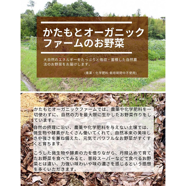 ひまわり畑で育った自然栽培のじゃがいも 12kg 京都府・亀岡産 かたもとオーガニックファームよりお届け ｜ 訳あり じゃがいも 芋 小さめ サイズ小 野菜 産地直送 ※離島への配送不可