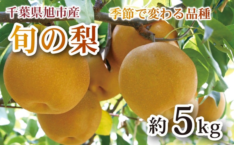 
            【 先行予約 】 梨 約 5kg 幸水 豊水 あきづき にっこり 等 なし 梨産地 甘い 旬 夏果物 2025年発送 先行予約 果肉 しゃりしゃり 水水しい みずみずしい 糖度 くだもの 果物 フルーツ 旬のフルーツ ふるさと納税 産地 送料無料 千葉県 千葉 旭市 旭市産 まる吉園 mkn
          
